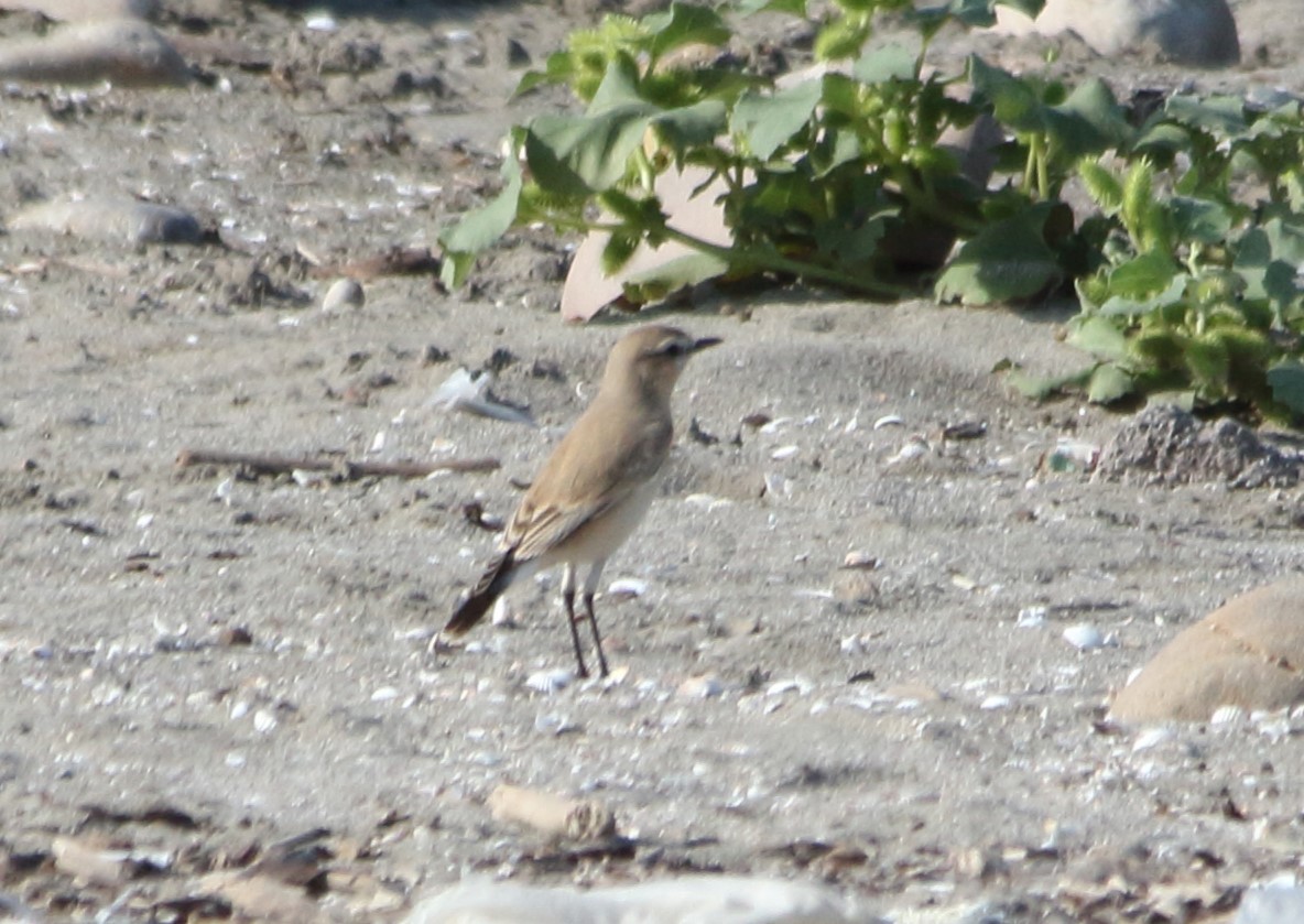 Isabelline Wheatear - ML642074608