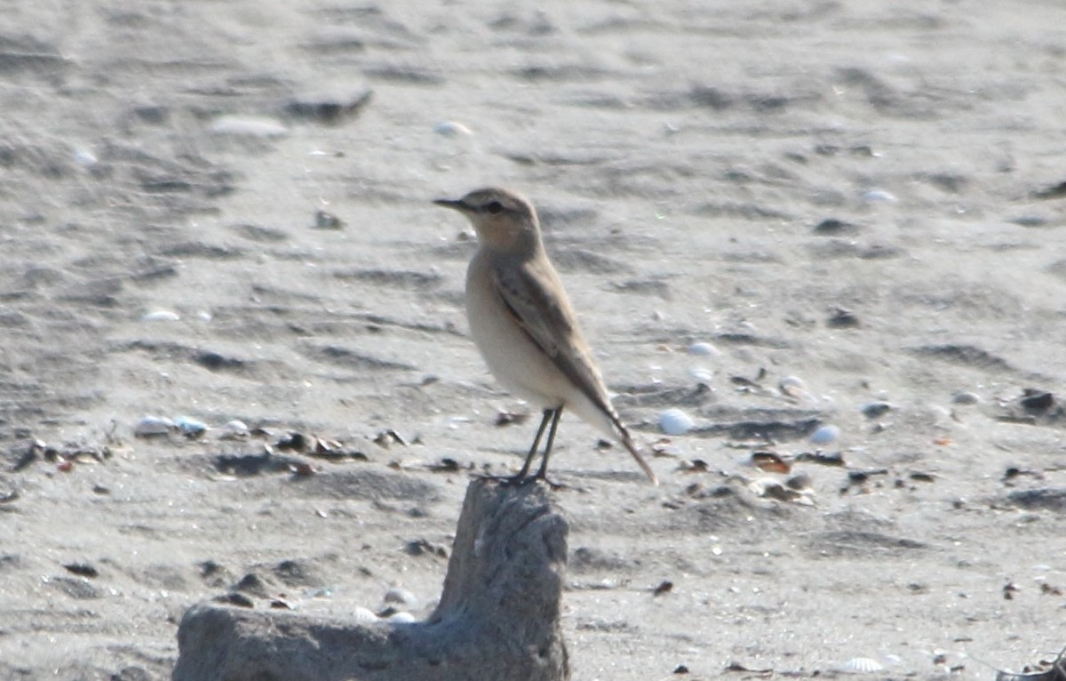 Isabelline Wheatear - ML642074609