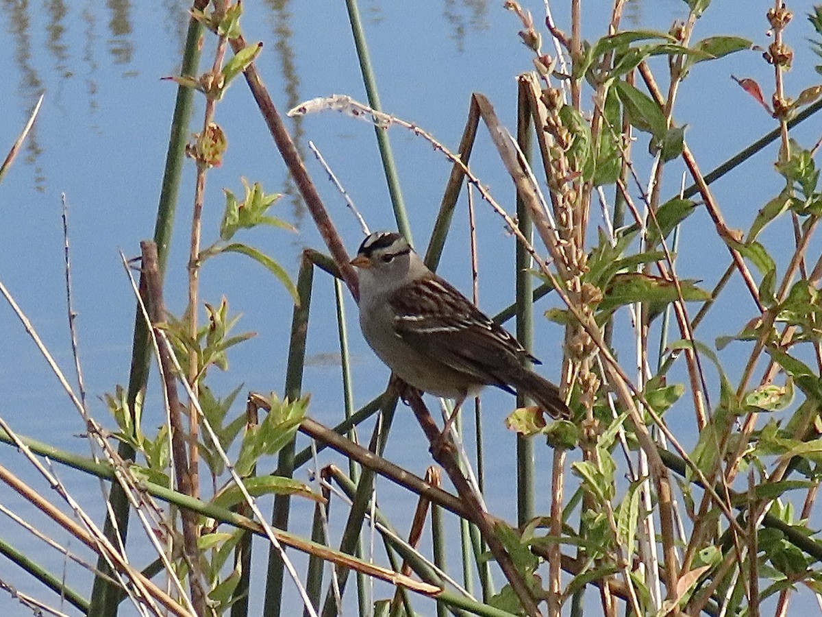 White-crowned Sparrow - ML642074629