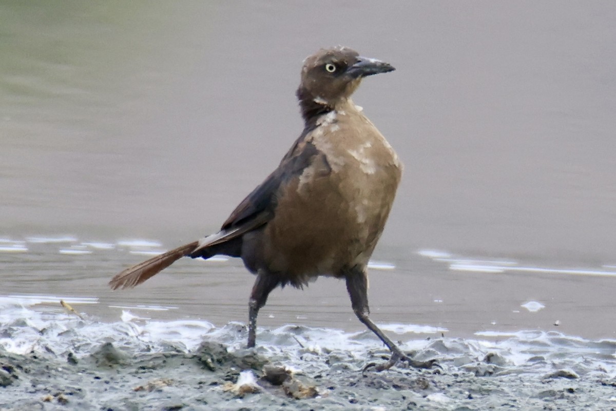 Great-tailed Grackle - ML642074636