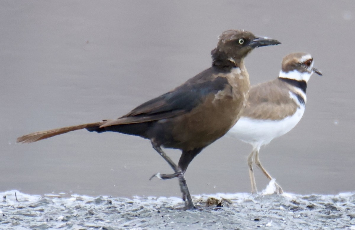Great-tailed Grackle - ML642074637