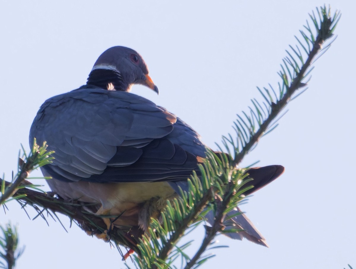 Band-tailed Pigeon - ML642074639