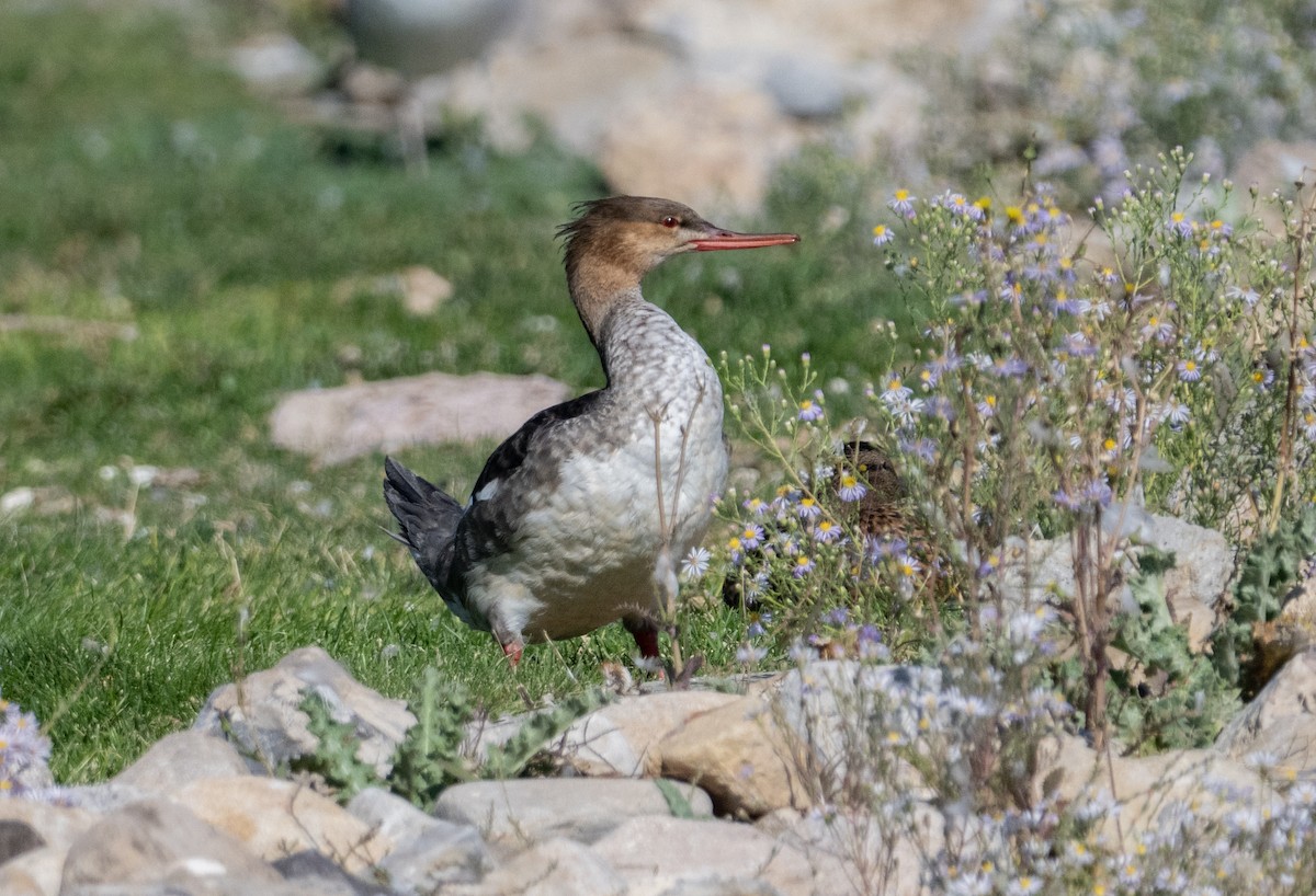 Red-breasted Merganser - ML642074640