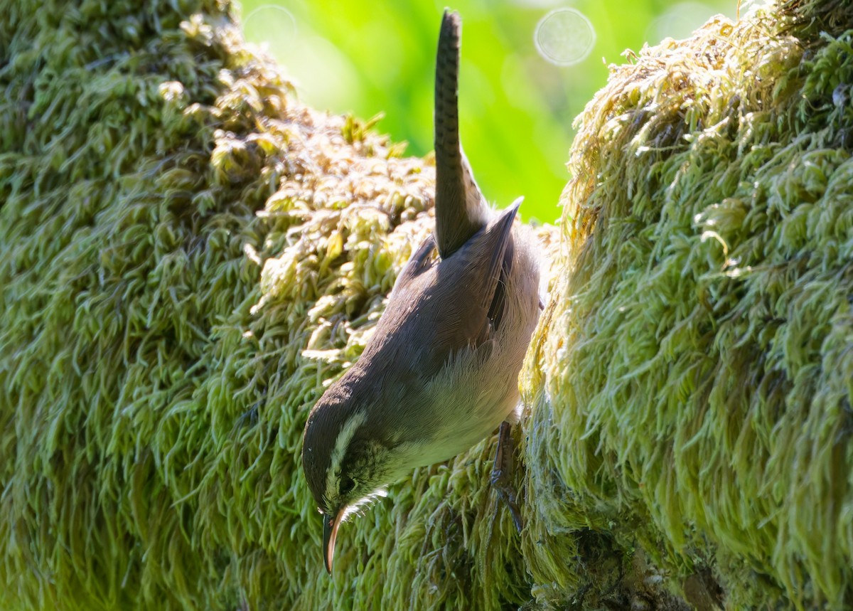 Bewick's Wren (spilurus Group) - ML642074654