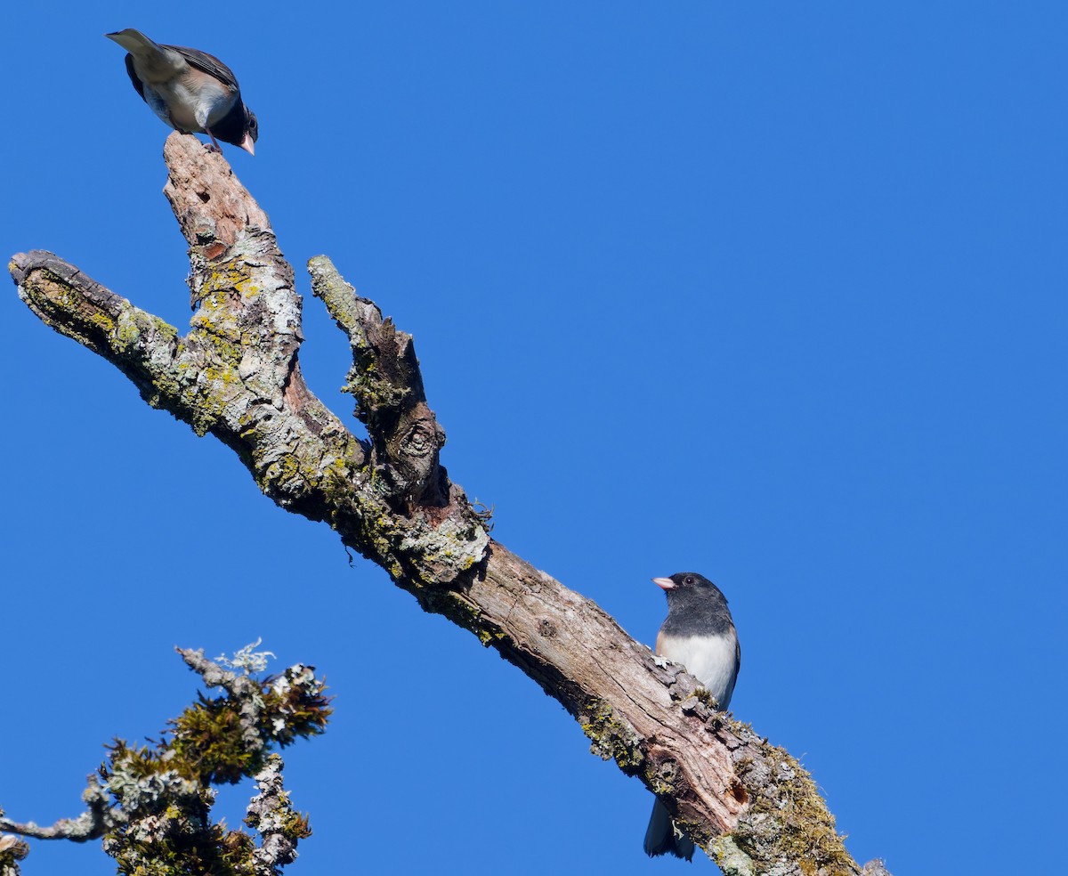 Dark-eyed Junco (Oregon) - ML642074662