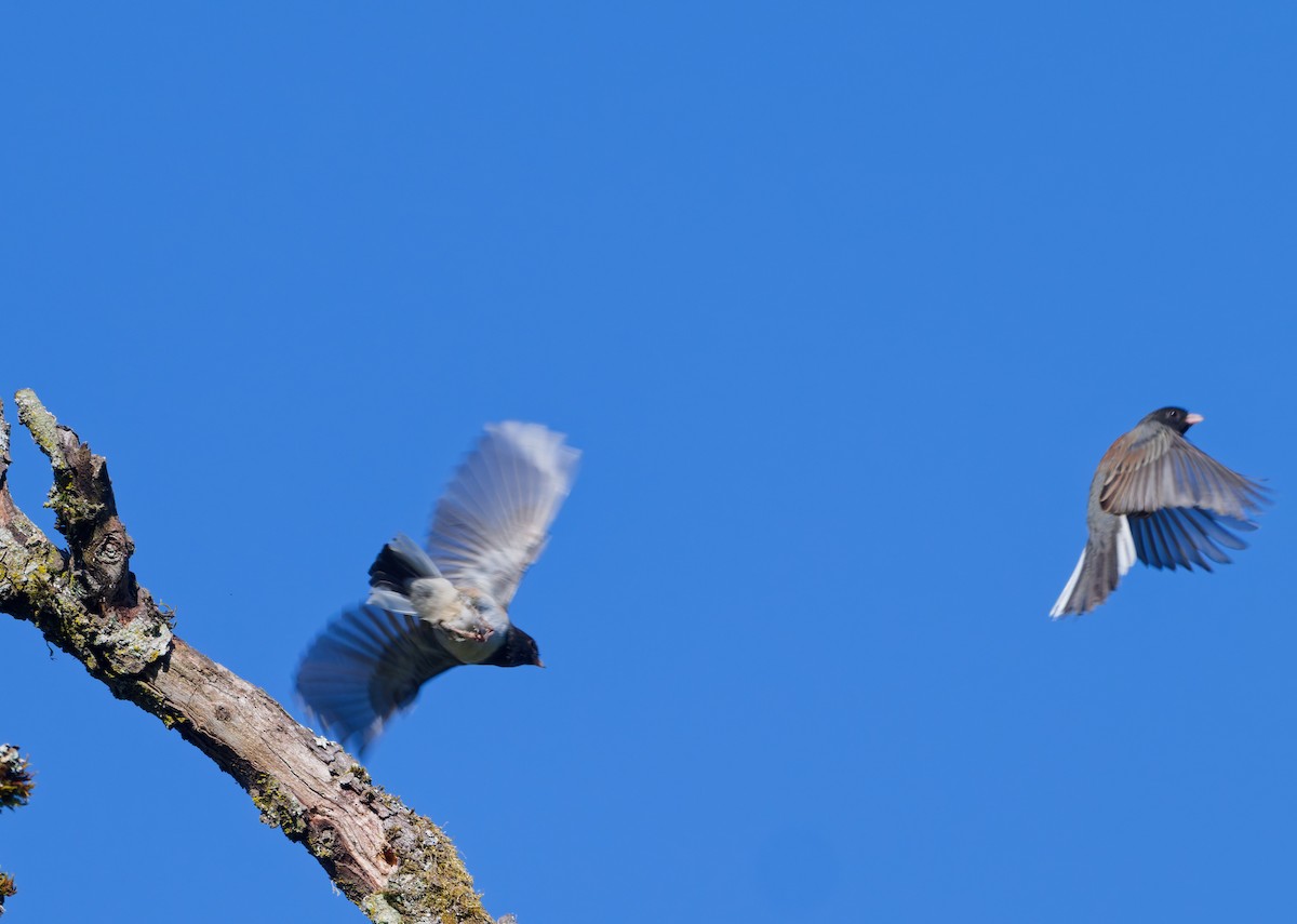 Dark-eyed Junco (Oregon) - ML642074663