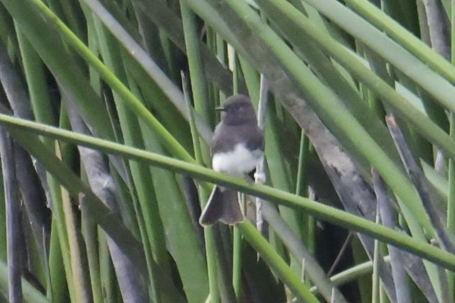 Black Phoebe - ML642074669