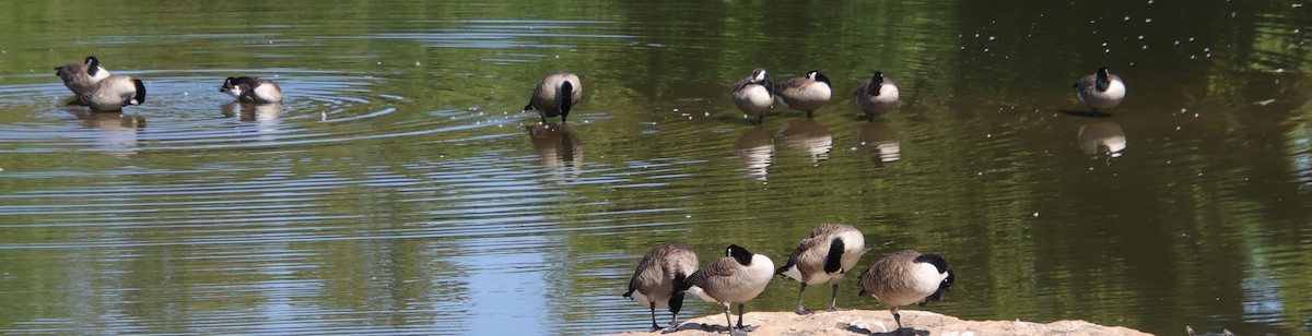 Canada Goose - ML642074675