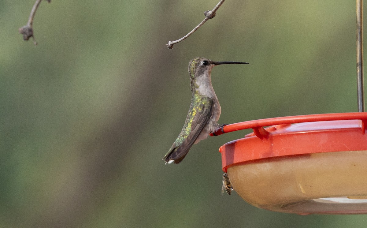 Black-chinned Hummingbird - ML642074676