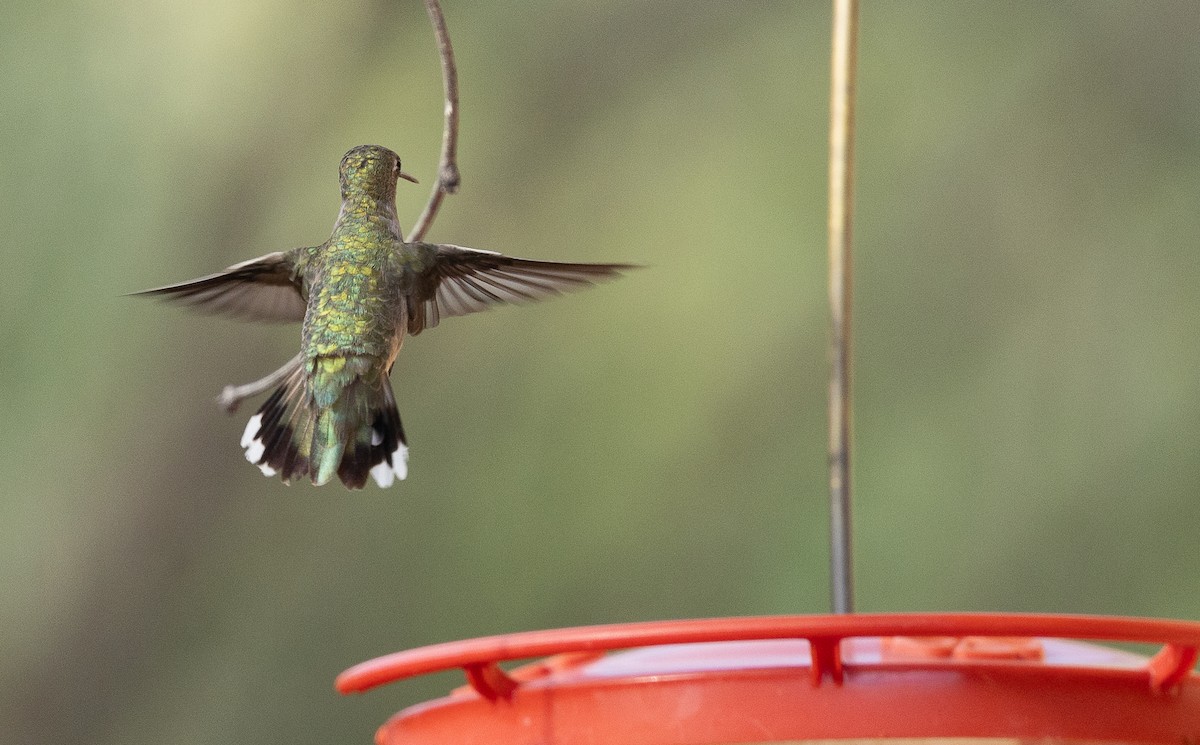 Black-chinned Hummingbird - ML642074678