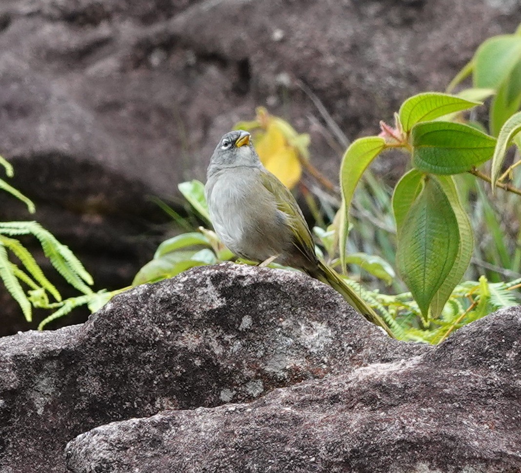 Pale-throated Pampa-Finch - ML642074679