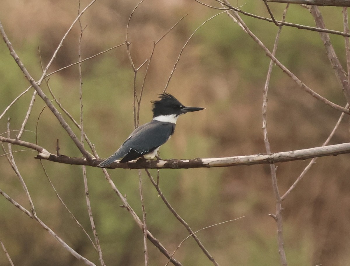 Belted Kingfisher - ML642074680