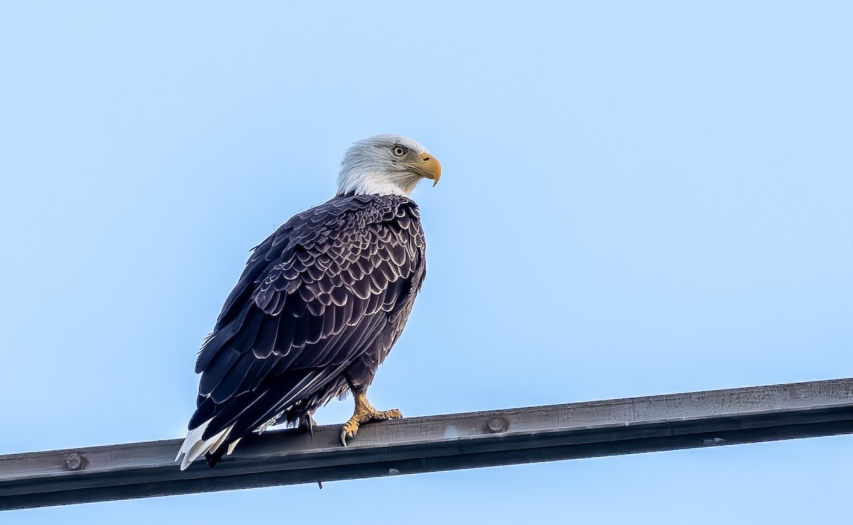 Bald Eagle - ML642074683