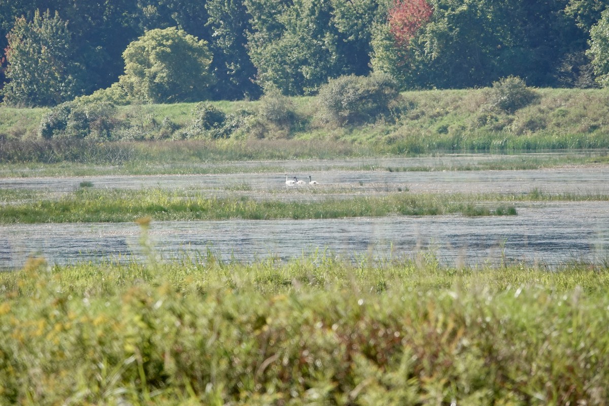 Trumpeter Swan - ML642074684