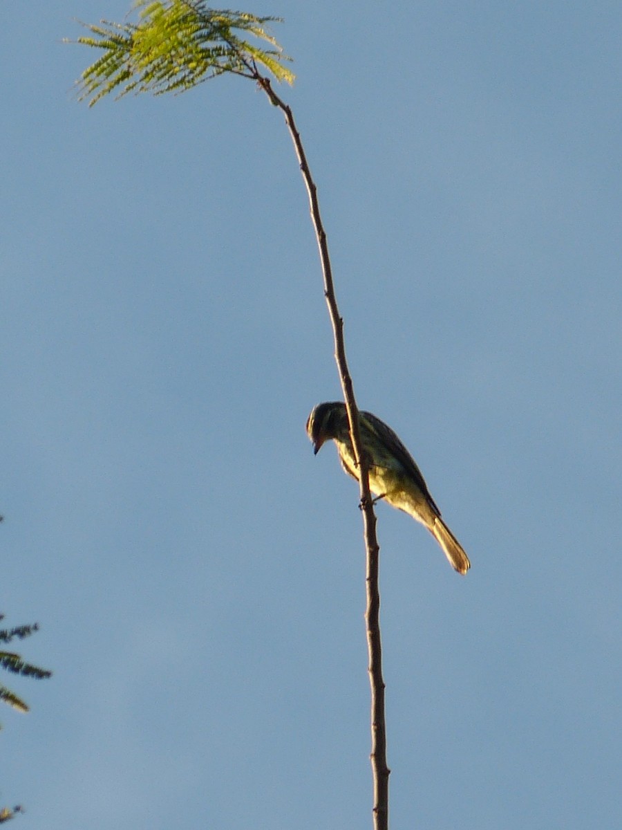 Social Flycatcher - ML642074685