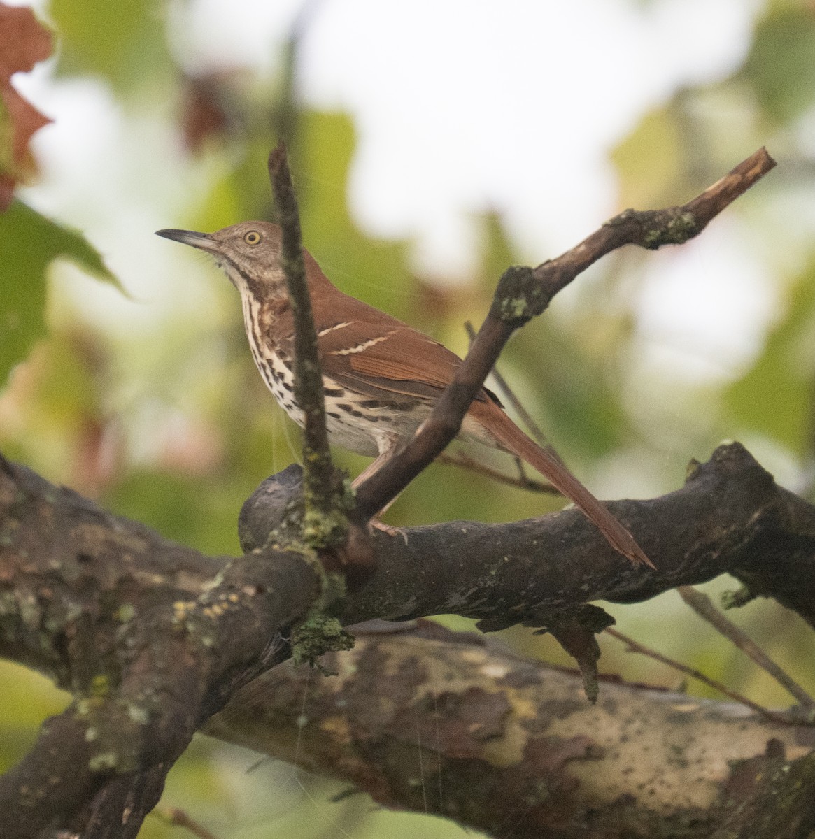 Brown Thrasher - ML642074687