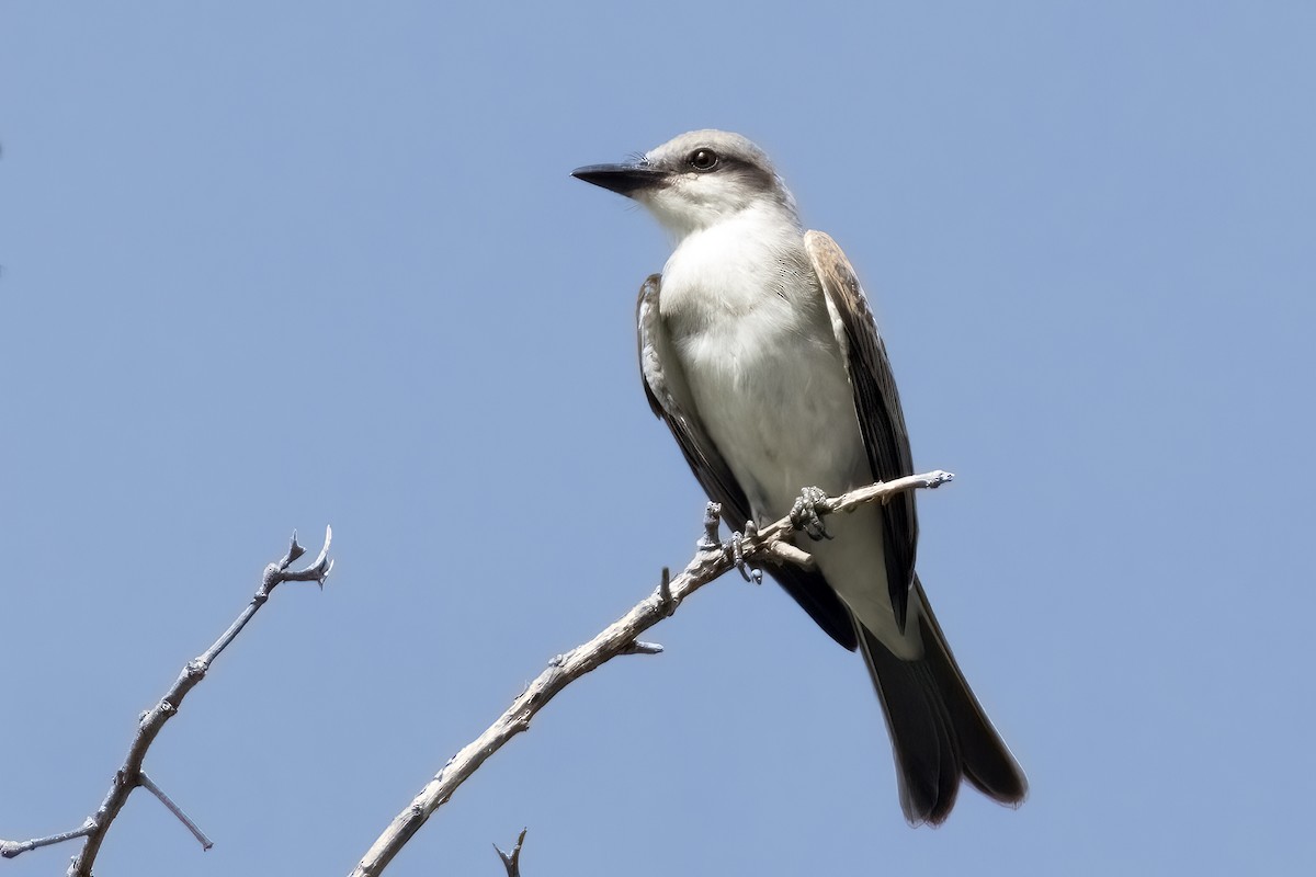 Gray Kingbird - ML642074689