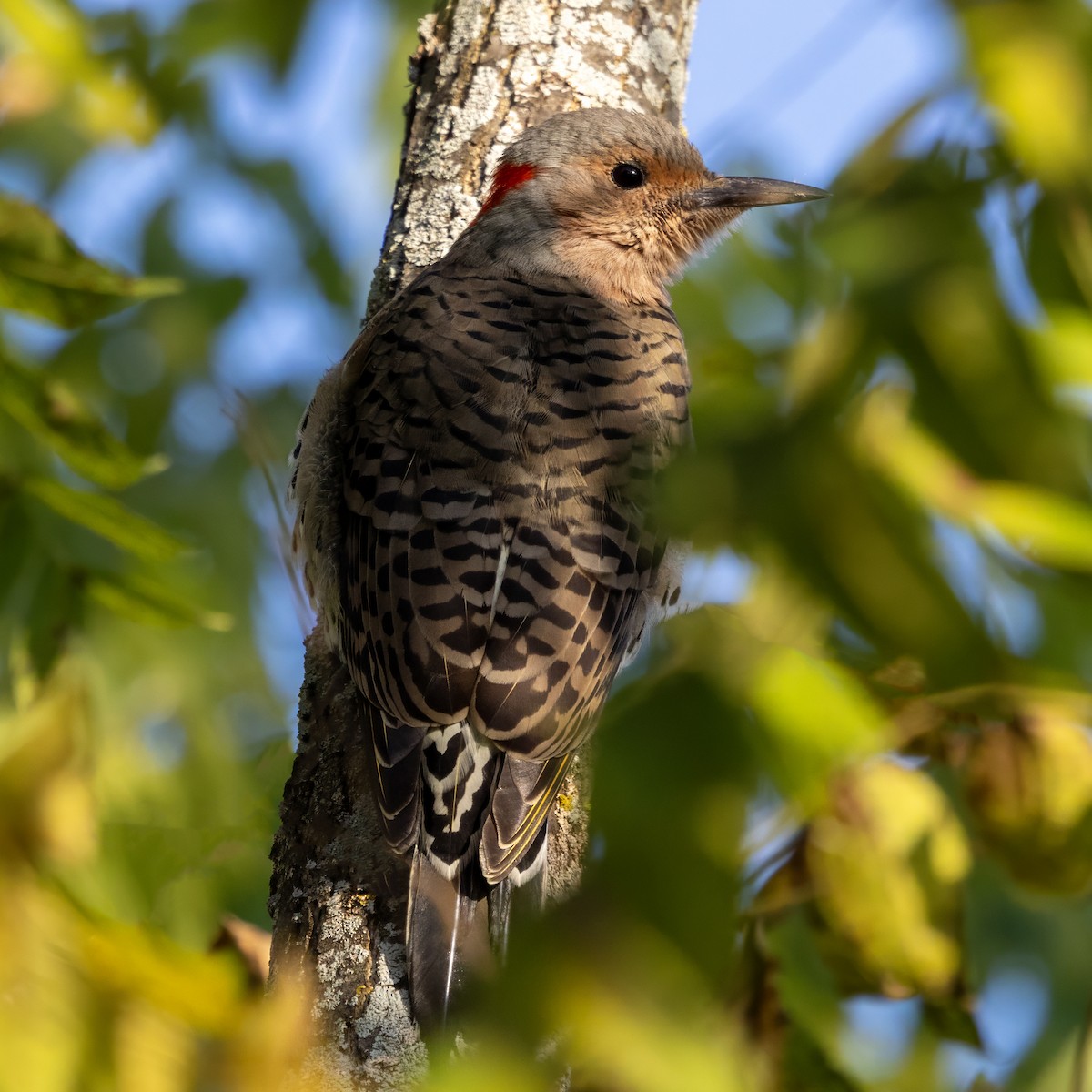 Northern Flicker (Yellow-shafted) - ML642074691