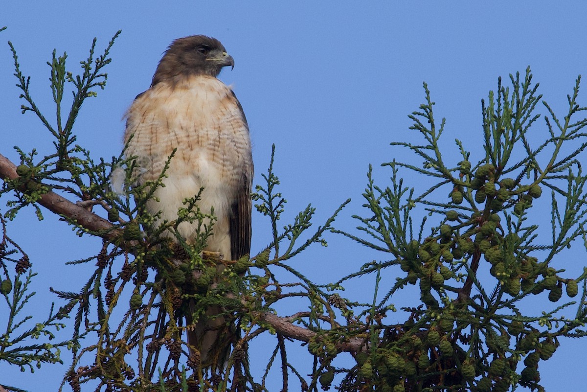 Red-tailed Hawk - ML642074694