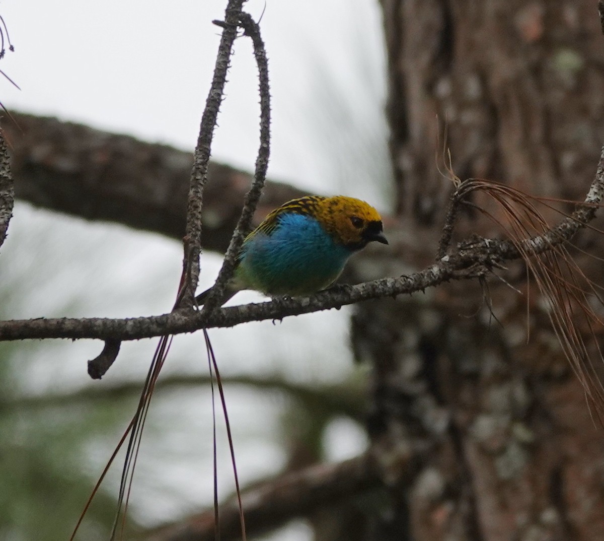Gilt-edged Tanager - ML642074695