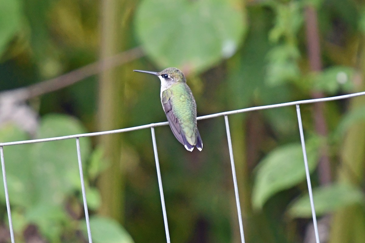 Ruby-throated Hummingbird - ML642074697