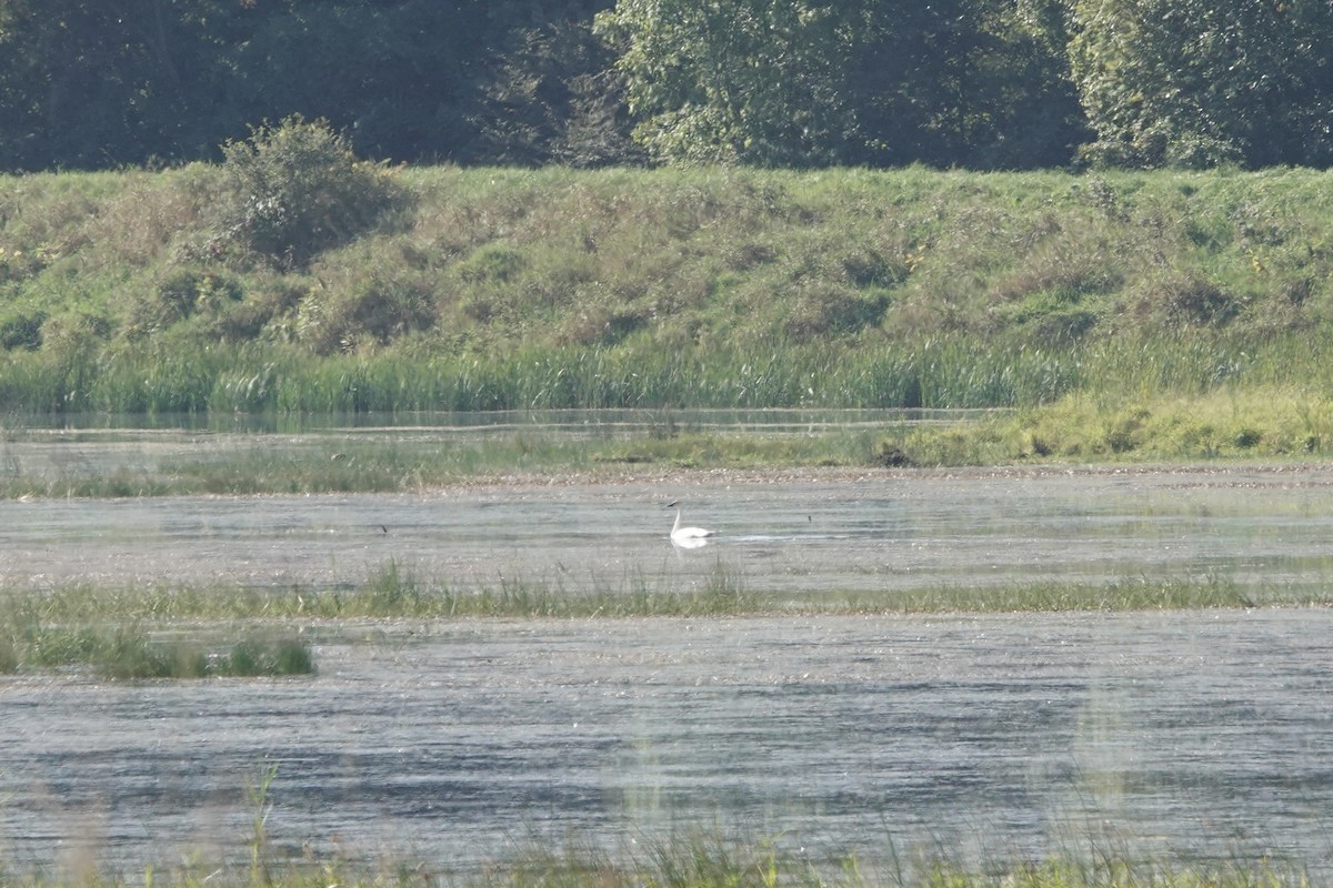 Trumpeter Swan - ML642074699