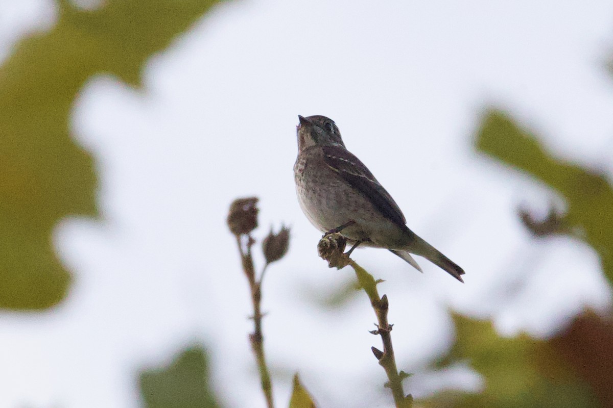 Dark-sided Flycatcher - ML642074700
