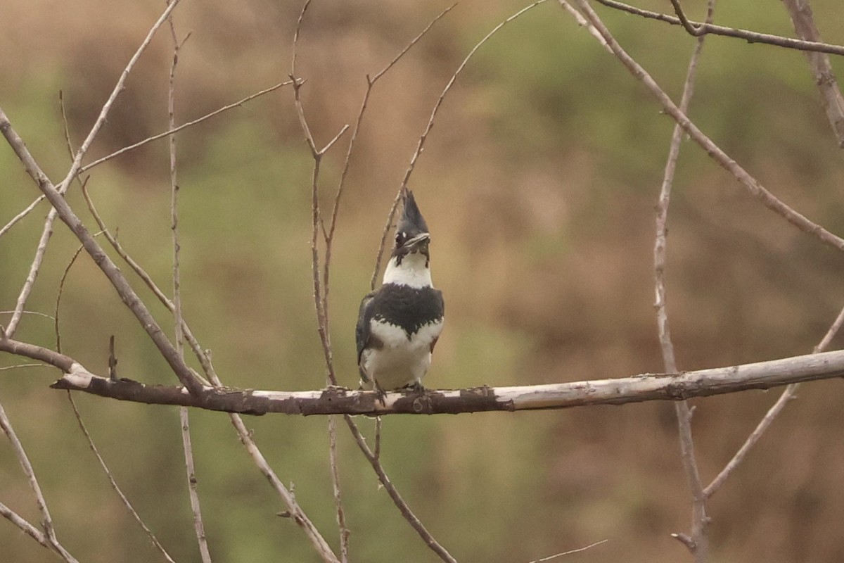 Belted Kingfisher - ML642074708