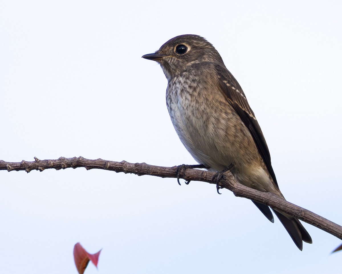 Dark-sided Flycatcher - ML642074710