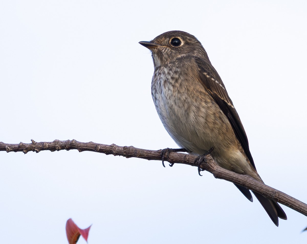 Dark-sided Flycatcher - ML642074711