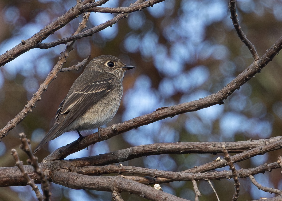 Dark-sided Flycatcher - ML642074712