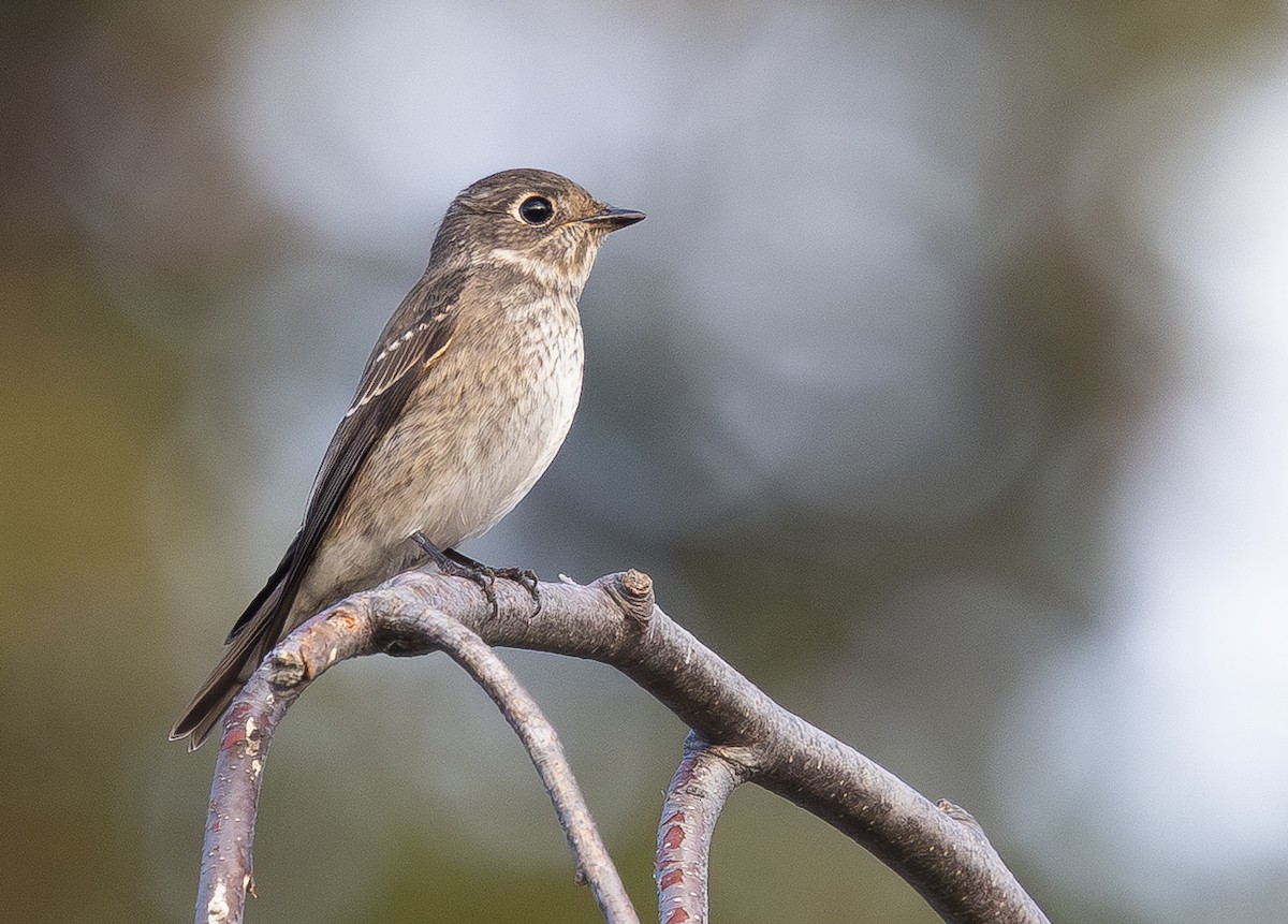 Dark-sided Flycatcher - ML642074713