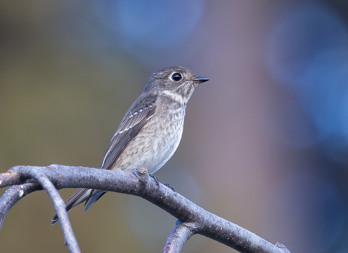 Dark-sided Flycatcher - ML642074714