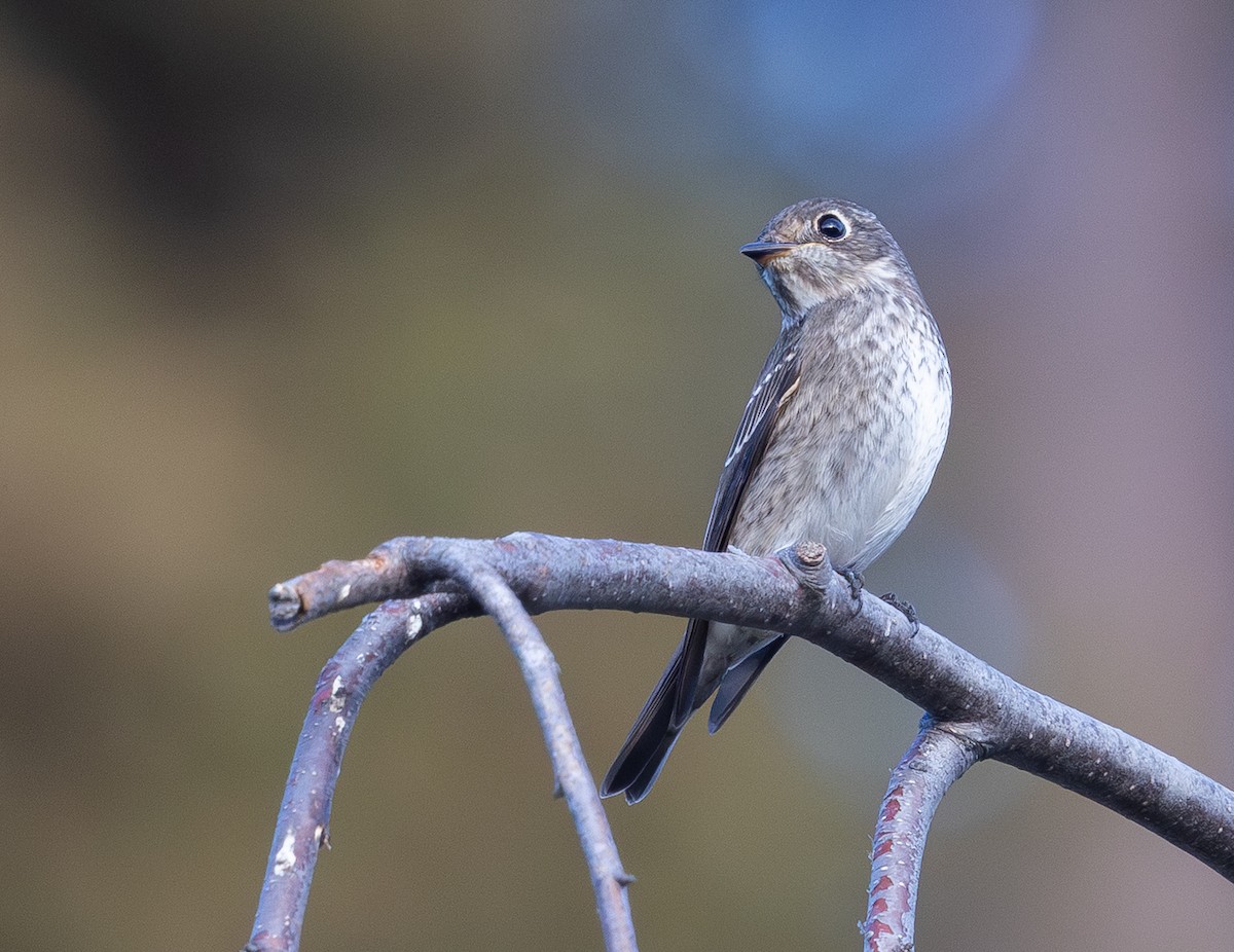 Dark-sided Flycatcher - ML642074715