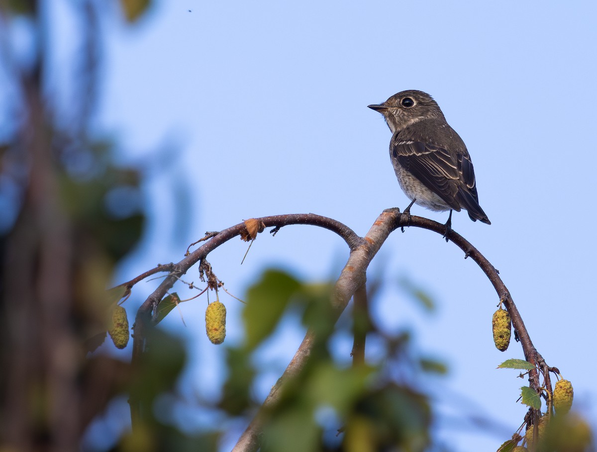 Dark-sided Flycatcher - ML642074716