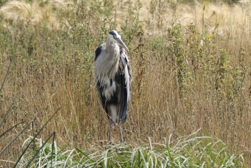 Great Blue Heron - ML642074717