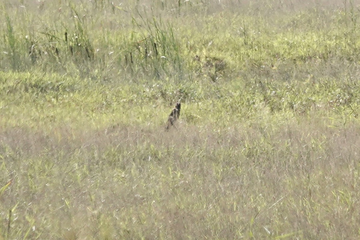 זרון אמריקני - ML642074726