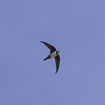 Alpine Swift - ML642074727