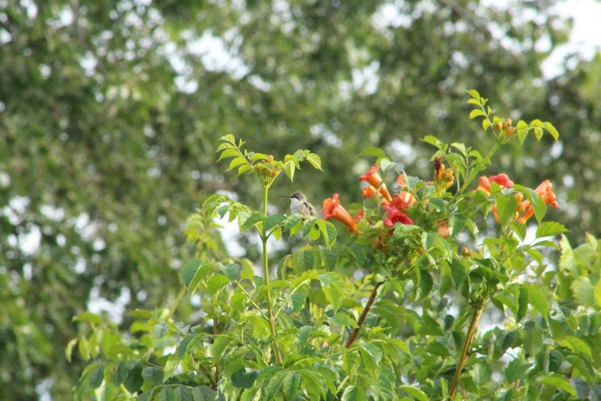 Ruby-throated Hummingbird - ML642074743