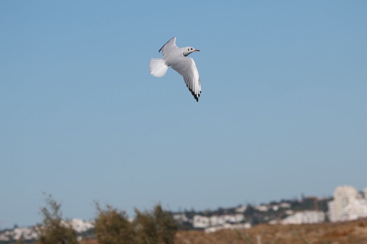 Black-headed Gull - ML642074746