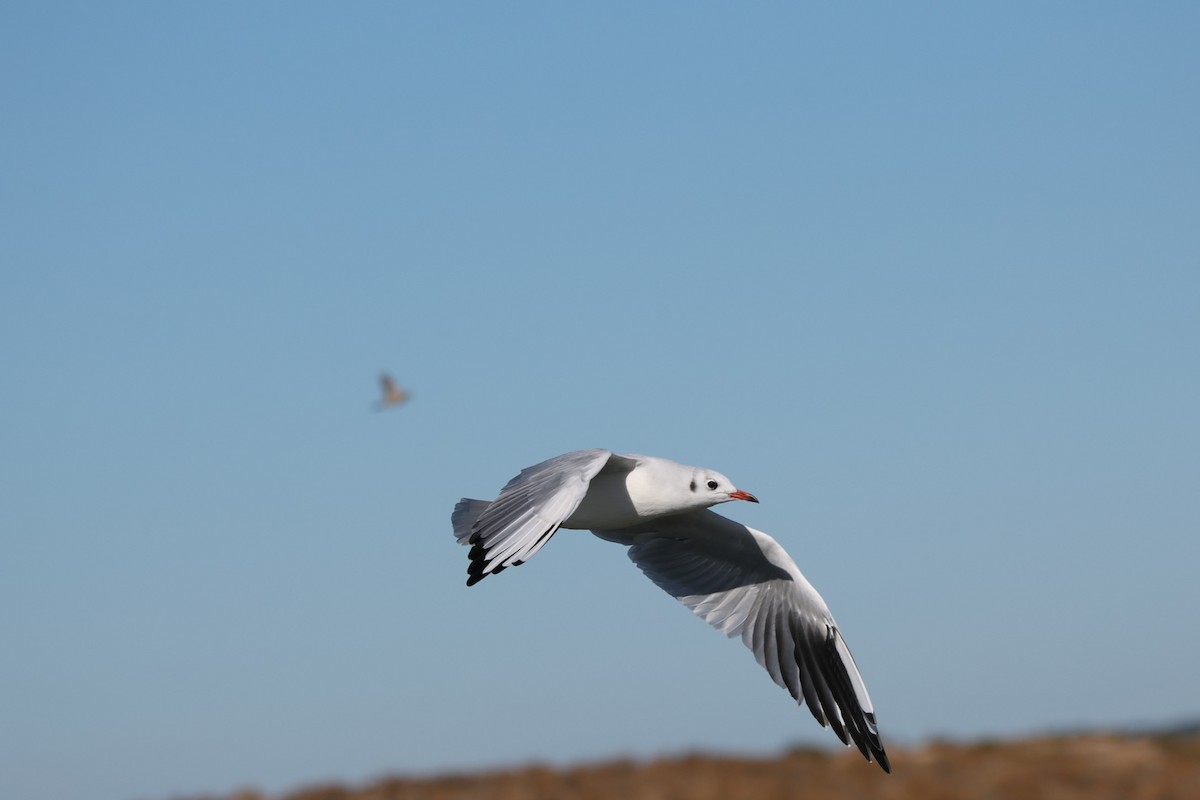 Black-headed Gull - ML642074747