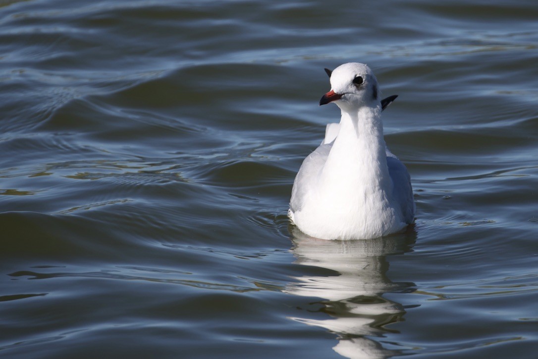 Black-headed Gull - ML642074750