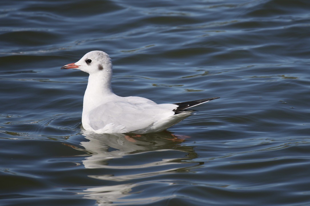 Black-headed Gull - ML642074751