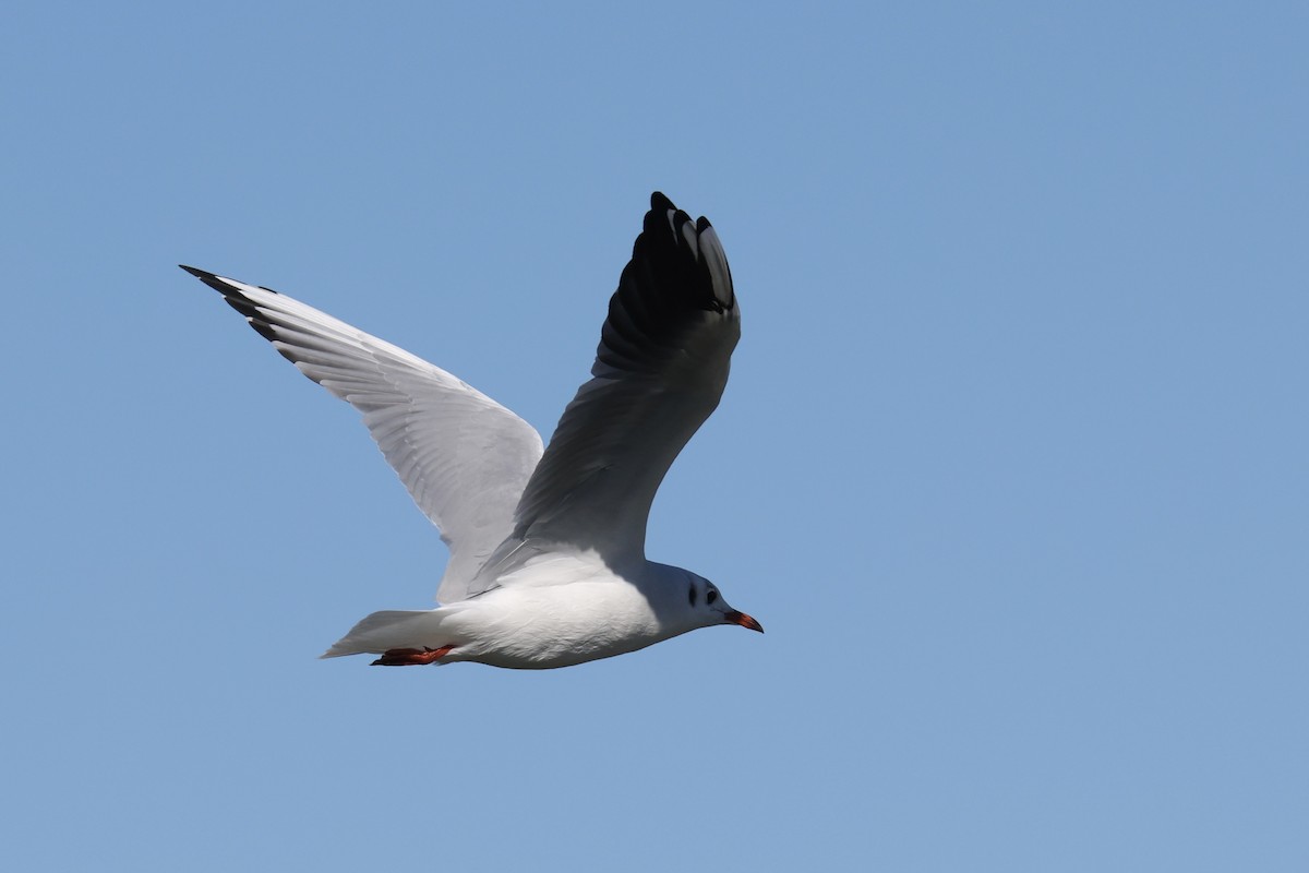 Black-headed Gull - ML642074753