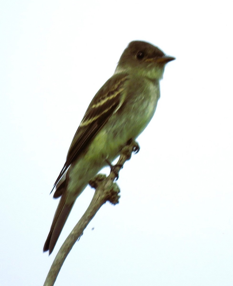 Eastern Wood-Pewee - ML642074757