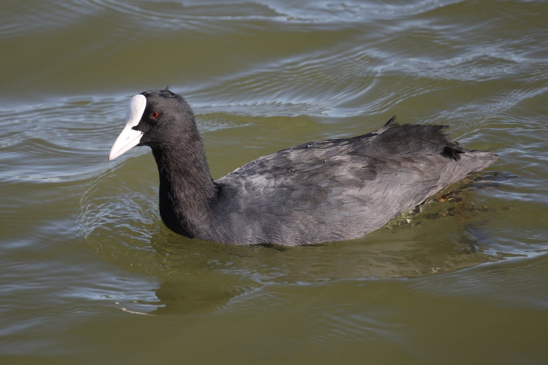 Eurasian Coot - ML642074763