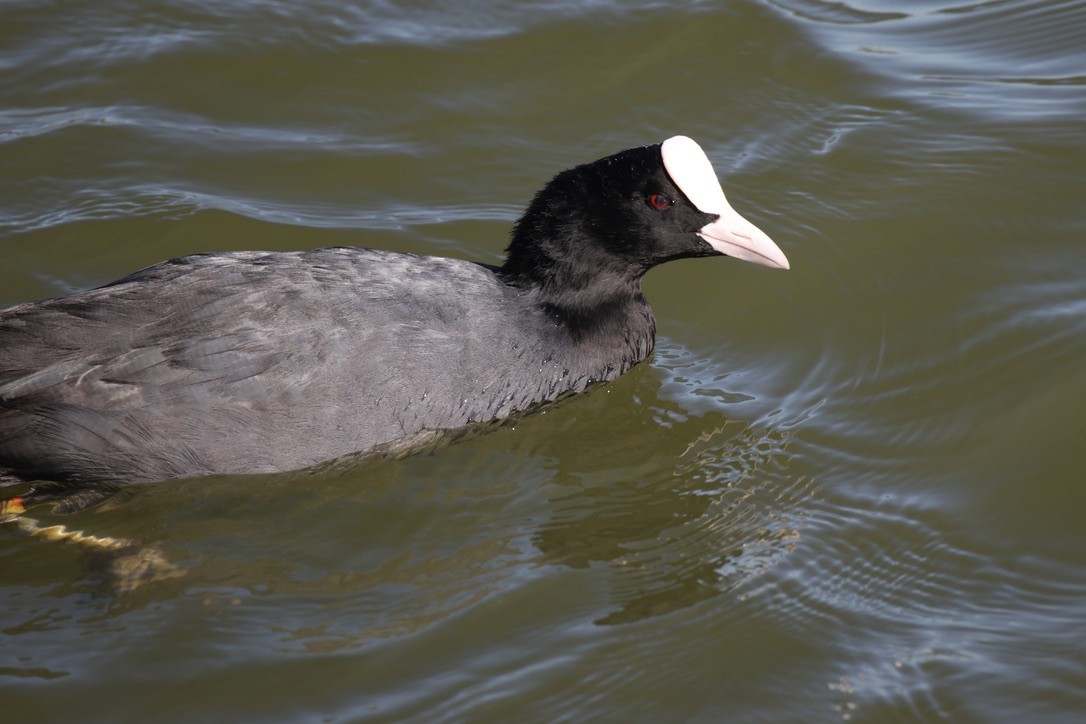 Eurasian Coot - ML642074764