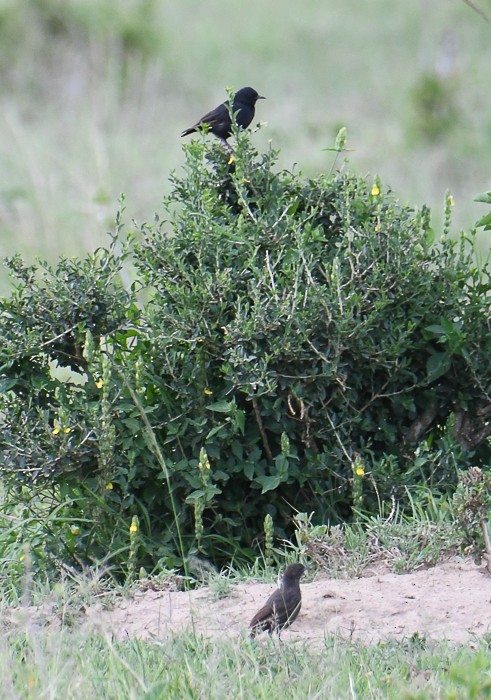 Sooty Chat - ML642074766