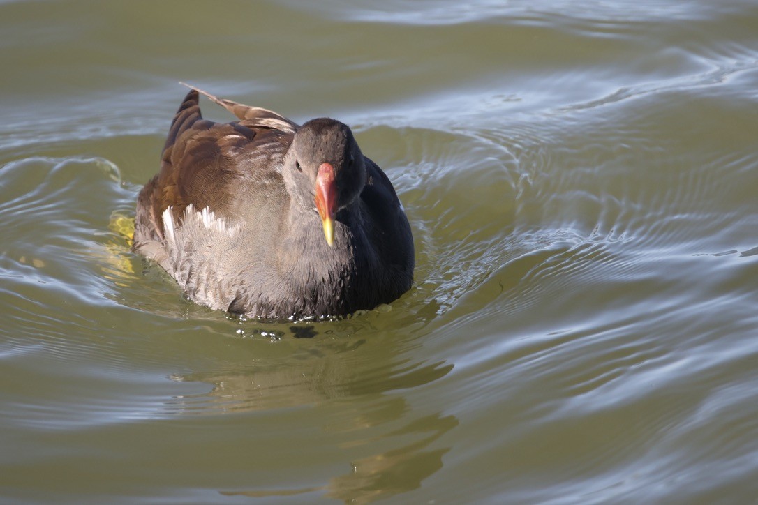 Eurasian Moorhen - ML642074796