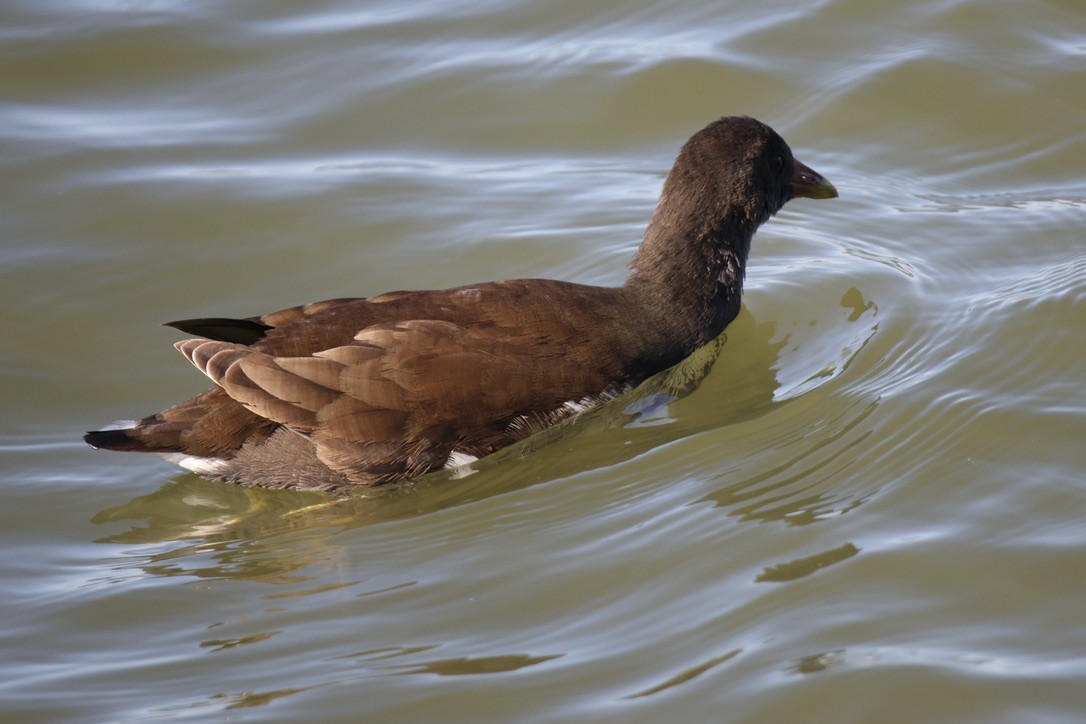 Eurasian Moorhen - ML642074797